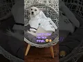 Download Lagu I work to Buy Her Nice things. 🤣🐶 #dog #doglife #cutedog