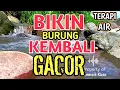 Lagu BUKA PARUH‼️ 1 Jam Suara Gemericik Air Sungai Untuk Terapi Burung Stres \u0026 Macet Bunyi