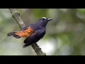 Download Lagu kicauan cempala kuneng (Rufous tailed Shama) cocok untuk masteran