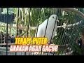 Download Lagu TERAPI BURUNG PUTER BELAJAR BUNYI !! BURUNG PUTER ANAKAN ll SUARA BURUNG PUTER MERDU