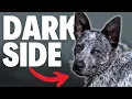 What NOBODY Tells You About Blue Heelers Cons and Negatives