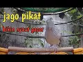 Download Lagu Perkutut lokal gacor suara jernih cocok untuk pancingan