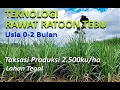 Download Lagu PART 1 CARA MERAWAT TEBU RATOON  I PENGOLAHAN TANAMAN TEBU SETELAH PANEN, SUGARCANE PLANT FARMING