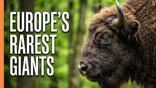 How Europe's Mightiest Giants Survive the Wild | Free Documentary