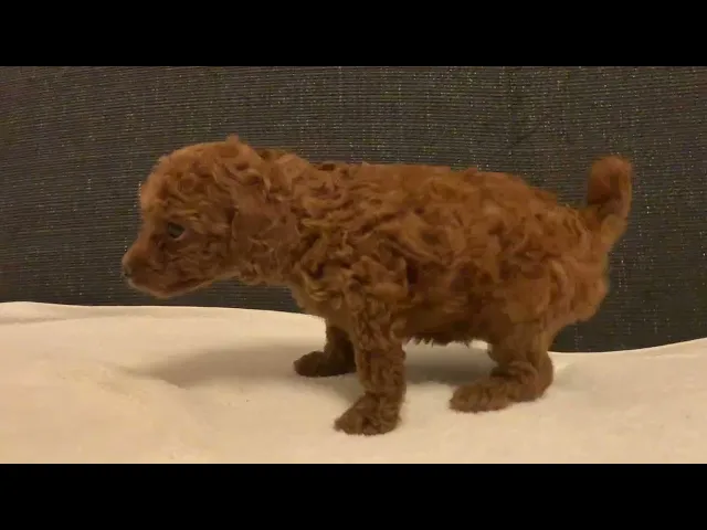 動画