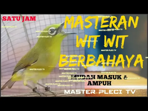 Download MP3 MASTERAN PLECI NEMBAK WIT WIT PANJANG BERBAHAYA!!!