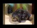 Puppy Dog Eyes Pictures