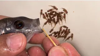 🌊💙 Miracle of Life: Kadango Cichlid Giving Birth! 🐠✨