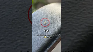 Tiny Bug s Viral Dance
