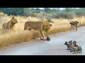Download Lagu Lions Come Across Wild Dog Puppies Busy Moving Dens