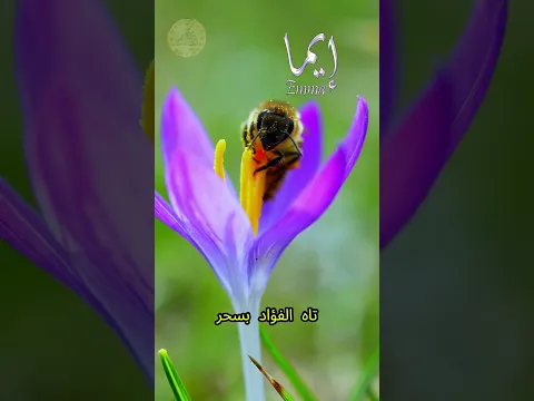 شعر حب على اسم حبيبتي إيما  #قناة_معاني_الاسماء #poetry #poem #شعر #love