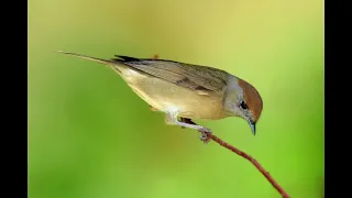                              صوت عصفور التين للصيد دندنها