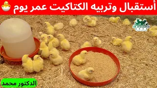 استقبال الكتاكيت عمر يوم في الصيف بطريقة علمية صحيحة   دندنها