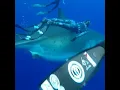 Total breathtaking experience Aloha Scuba diving Company
