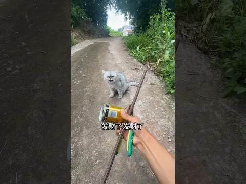My Pet Cat Drove Me Crazy Today