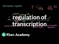 Regulation of transcription Biomolecules MCAT Khan Academy
