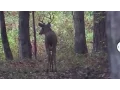 Georgia Bucks Beginning to Rut 2015