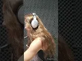 Download Lagu Padi - semua tak sama