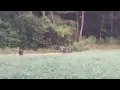 Laurelville Deer Clip PLEASE READ DESCRIPTION