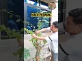 Download Lagu HARD PRUNING BOUGAINVILLEA #shorts #shortvideo #bougainvillea