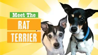 Rat Terrier Dog Breed