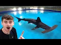 Download Lagu MASSIVE Hammerhead Shark Tank!