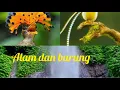 Lagu Piano dan suara alam dan kicau burung||keindahan alam