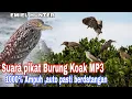 Suara pikat burung koak MP3 paling ampuh #suarapikatampuh #burungkoak #hunting
