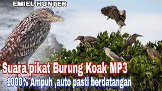 suara pikat burung koak mp3 paling ampuh suarapikatampuh burungkoak hunting