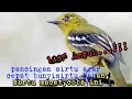 Download Lagu pancingan sirtu bahan,macet agar cepat bunyi