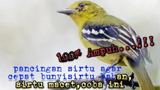 Download pancingan sirtu bahan,macet agar cepat bunyi MP3