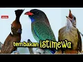 Download Lagu TEMBAKAN ISTIMEWA  CILILIN VS KAPAS TEMBAK VS TENGKEK   5jam
