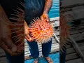 Download Lagu How To Catch A Real Fish With A Fake One? #shorts