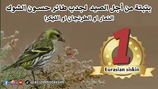 بتبتة من أجل الصيد لجدب طائر حسون الشوك Eurasian Siskin Λούγαρο 