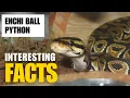 What Are the Most Interesting Facts About Enchi Ball Python Interesting Facts The Beast World