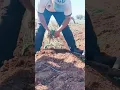 Lagu Process of planting onion seedlings