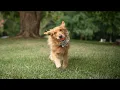On Your Side Scam School Beware of new utility scams lost pet scams