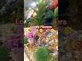 Download Lagu WOW AMAZING BEAUTIFUL FLOWERS SO COLORFUL #flowers #highlights #trending #fyp  #shortsvideo #shorts