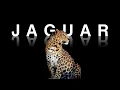 Download Lagu Jaguar status whatsapp 🐆  | 4K | VIDEO jaguar jaguar jaguar jaguar jaguar jaguar jaguar jaguar ✨