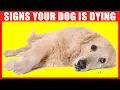 Download Lagu 10 Critical Signs that Indicates Your Dog is Dying