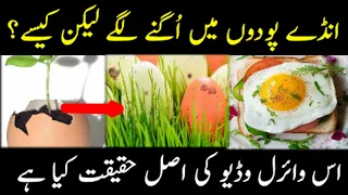Egg Tree Real Or Fake Eggs Growing On Plants Haqeeqat Jano In Urdu Hindi