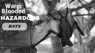 Warm Blooded Hazardous Bats