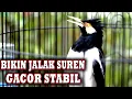 Download Lagu JALAK SUREN AMPUH BIKIN CEPAT GACOR jalak SUREN RUMAHAN   #jalaksurengacor