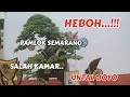 Download Lagu Review kelas matang \