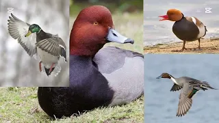 صوت دجاج ماء جوشم حذاف اخضيري وتدللون  صوت دجاج ماء جوشم حذاف اخضيري وتدللون