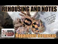 Hapalopus formosus Pumpkin Patch Rehousing and Notes