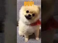 cute dog shaking head GIF