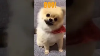 cute dog shaking head GIF