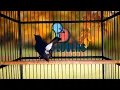 Download Lagu PANCINGAN SUARA TLEDEKAN GUNUNG PALING JERNIH.. BUAT NAIKIN MENTAL TLEDEKAN BAHAN LANGSUNG RESPON.