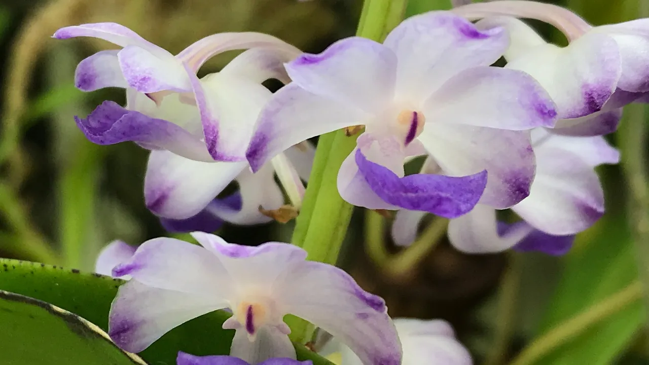 VANDA ORCHID IN BLOOM: RHYNCHOSTYLIS COELESTIS BLUE